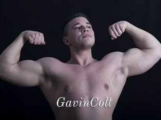 GavinColt