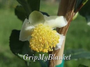 GripMyBlanket